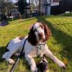 Momo, Springer spaniel inglés
