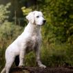Lewis, Golden Retriever