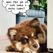 Kira, Autres Chiens