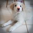 Gus, Border Collie