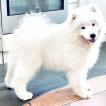 MAVI, Samoyedo