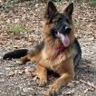 Uska, German Shepherd Dog