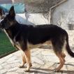 Sorgo, German Shepherd Dog