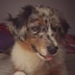 Murphy