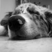 Murphy