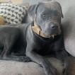 Rosco