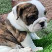 Zoé, Bulldog Inglese