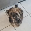 Peper, Shih Tzu