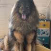 Ryder, Eurasier