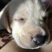 Madonna, Labrador Retriever