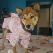 Usagi, Shiba