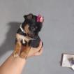 Jully, Pinscher (Alemán)