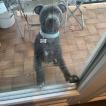 Simba, Staffordshire Bull Terrier