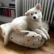 Bahia, White swiss Shepherd Dog