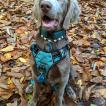 Ulco, Weimaraner