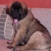 Urbane, Leonberger