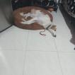 Maria, Borzoi