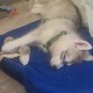 Umeiko, Husky Siberien