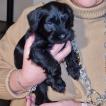 Trilly, Schnauzer nano