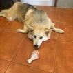 Lucky, Husky Siberiano