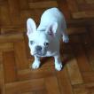 Preto, Bulldog Francés