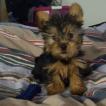 Hestia, Yorkshire Terrier