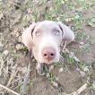 Uko, Weimaraner