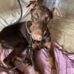 Toscane, Dobermann