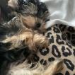 Zoya, Yorkshire Terrier