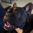 Gustave, French bulldog