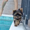 AYSHA, Yorkshire Terrier