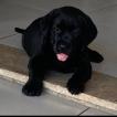 Lori, Labrador Retriever