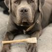garcon, Cane Corso