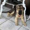 Amora, German Shepherd Dog