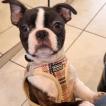 Uzy, Boston Terrier