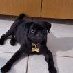 Murilo, Carlino