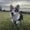 Loki, Corgi Galés De Pembroke