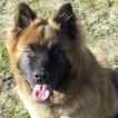 U2, Eurasier