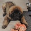 Urkhan, Leonberger