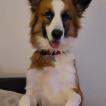 Kaiser, Border Collie