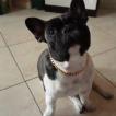 rio, French bulldog