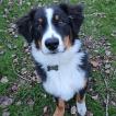 Jax, Pastor Australiano