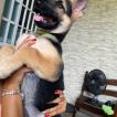 Maya, Perro Pastor Alemán