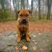 Ayko, Staffordshire Bullterrier