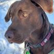 Moka, Labrador Retriever