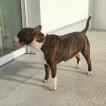 Ulko, Bull Terrier