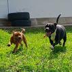 Kira, Staffordshire Bull Terrier