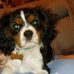Tao, Cavalier King Charles