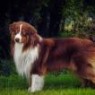 Pango, Berger Australien