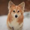 Shiranai, Welsh Corgi Pembroke